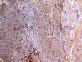 Sahara Beige
