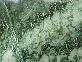 Verde Boreale