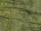 Verde Ming M