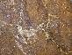 Bronzite