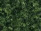 Green Bowenite