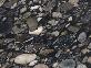 Marinance Black